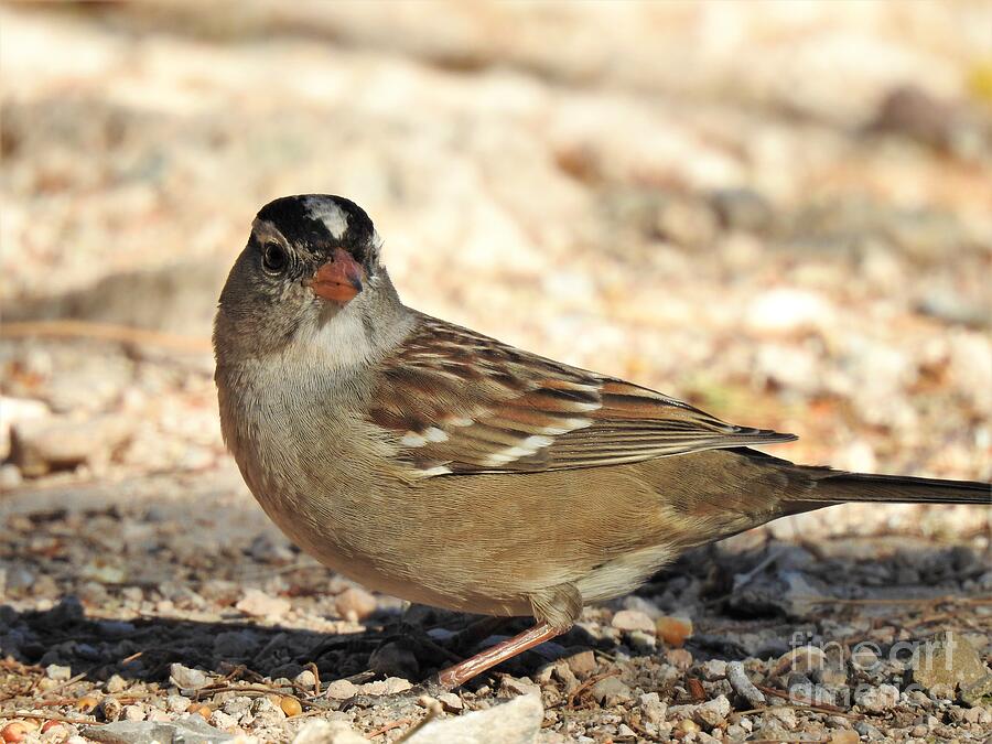 Sparrow Photograph - White-Crowned Sparrow Surprise by Janet Marie