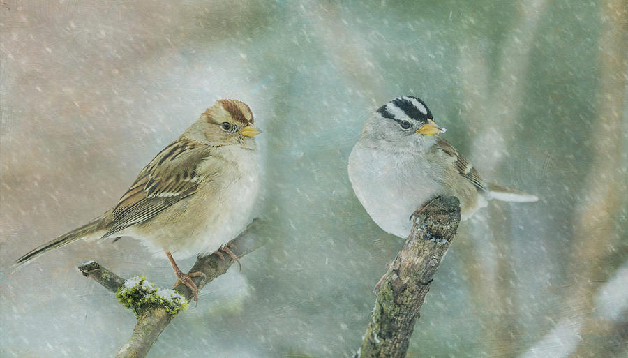 White Crowned Sparrows Photograph by Angie Vogel