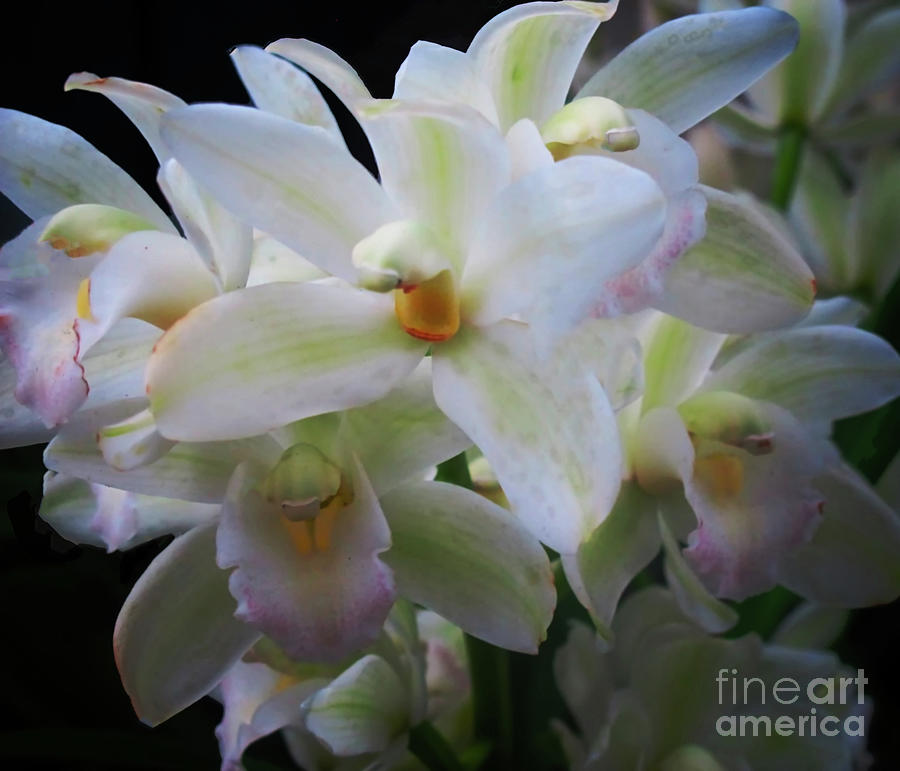 White Cymbidium Orchid Photograph by Ruth Jolly