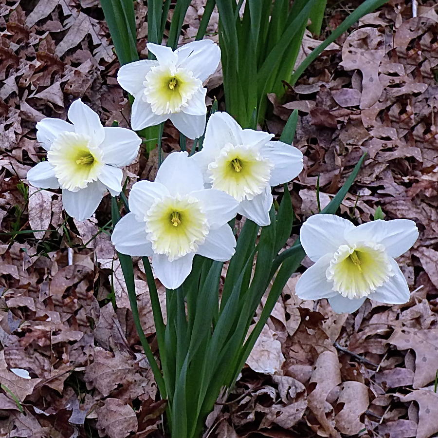 White Daffodil Flowers Photograph by Lyuba Filatova