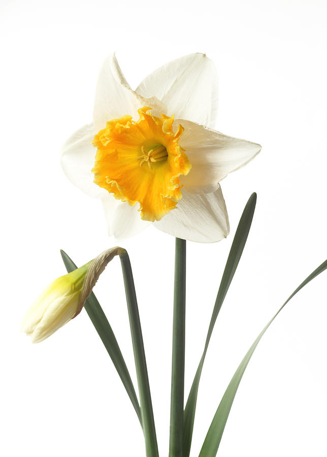 White daffodil with orange trumpet and bud. Photograph by Rosemary Calvert