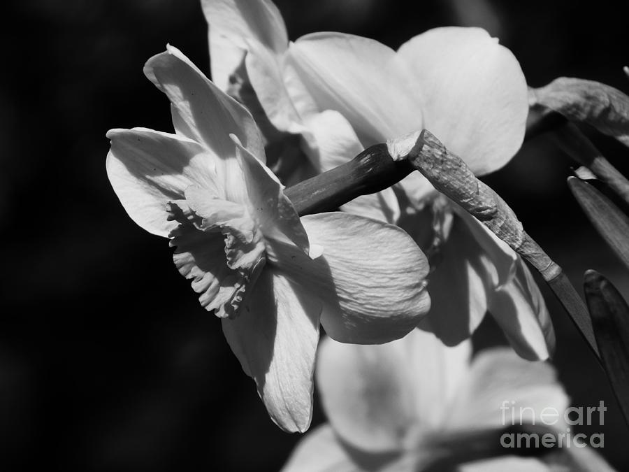 White Daffodils Black and White Photograph by Stefania Caracciolo