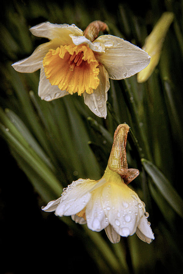 White Daffodils Photograph by Sally Bauer