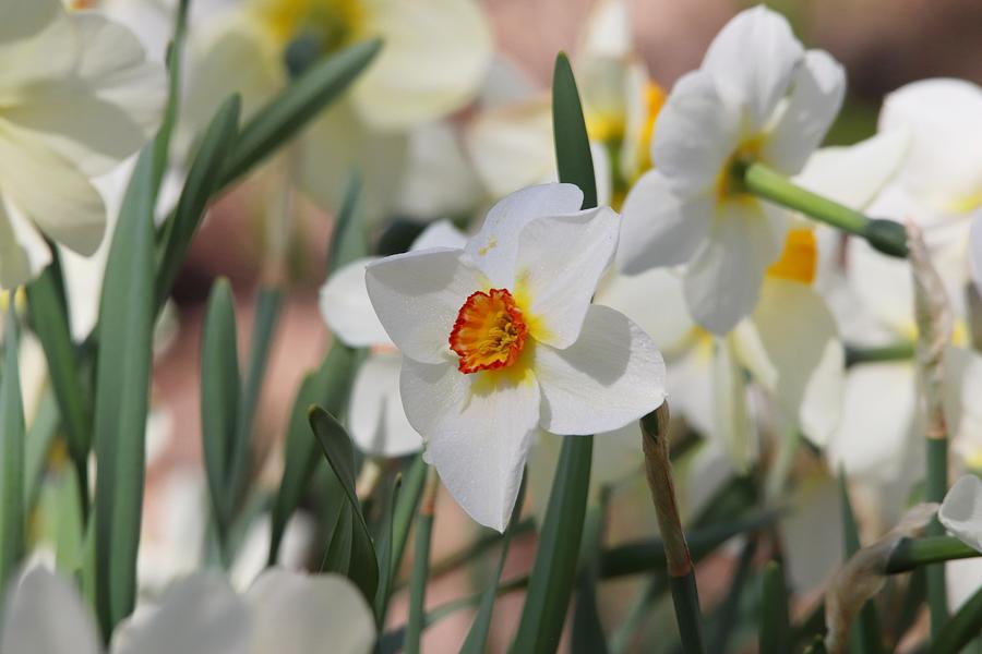White Daffodils Spring Wildflowers Photograph