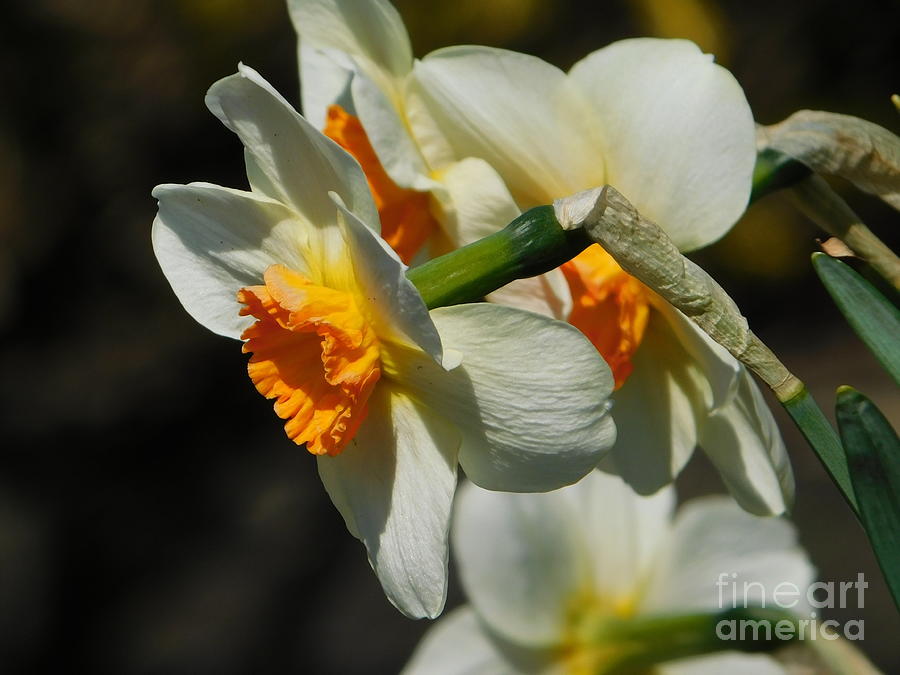 White Daffodils Photograph by Stefania Caracciolo