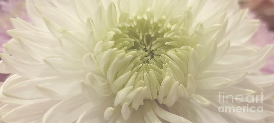 White Dahlia In Softness Photograph by Jeannie Rhode