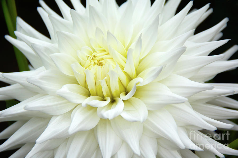 White Dahlia Photograph by Lorraine Cosgrove