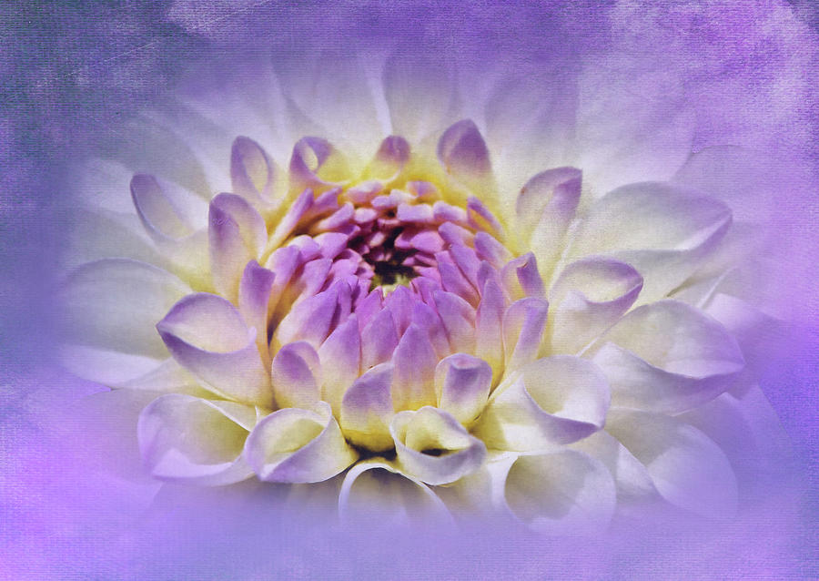 White Dahlia On Lavender Mixed Media by Sandi OReilly