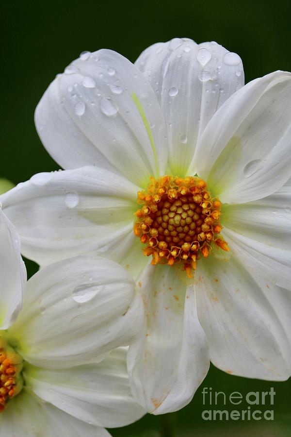 White Dahlia with Droplets Photograph by Carol Groenen