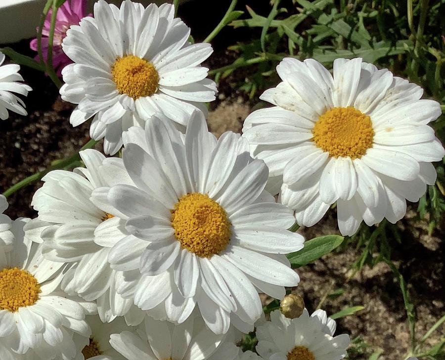 White daisies Photograph by Barbara Magor