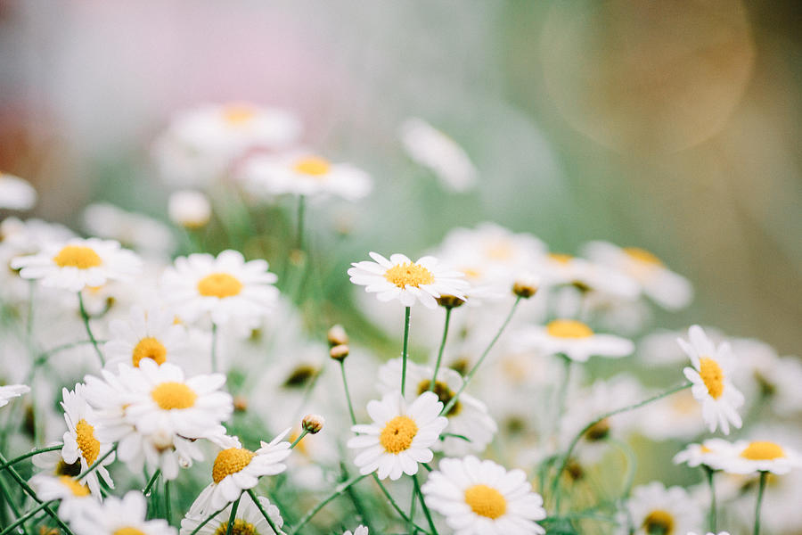 White daisies Photograph by Gabriela Tulian