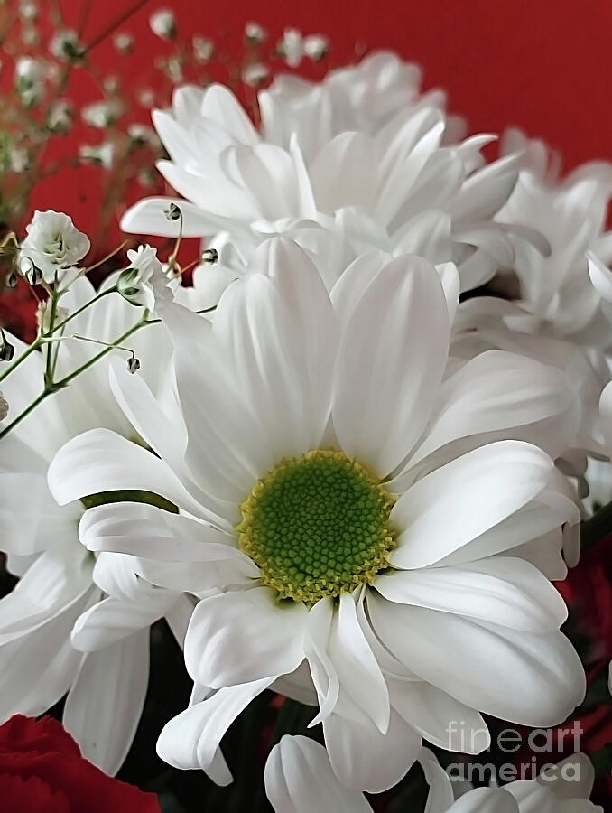 White Daisies Photograph by Jasna Dragun - Fine Art America