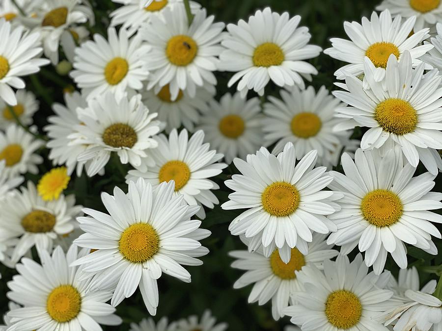 White Daisies  Photograph by Jerry Abbott