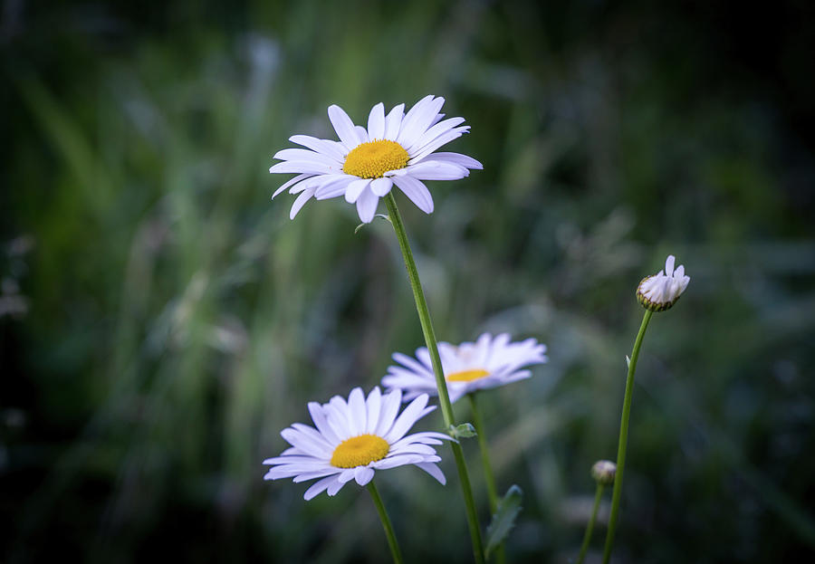 White daisies Photograph by Lilia S