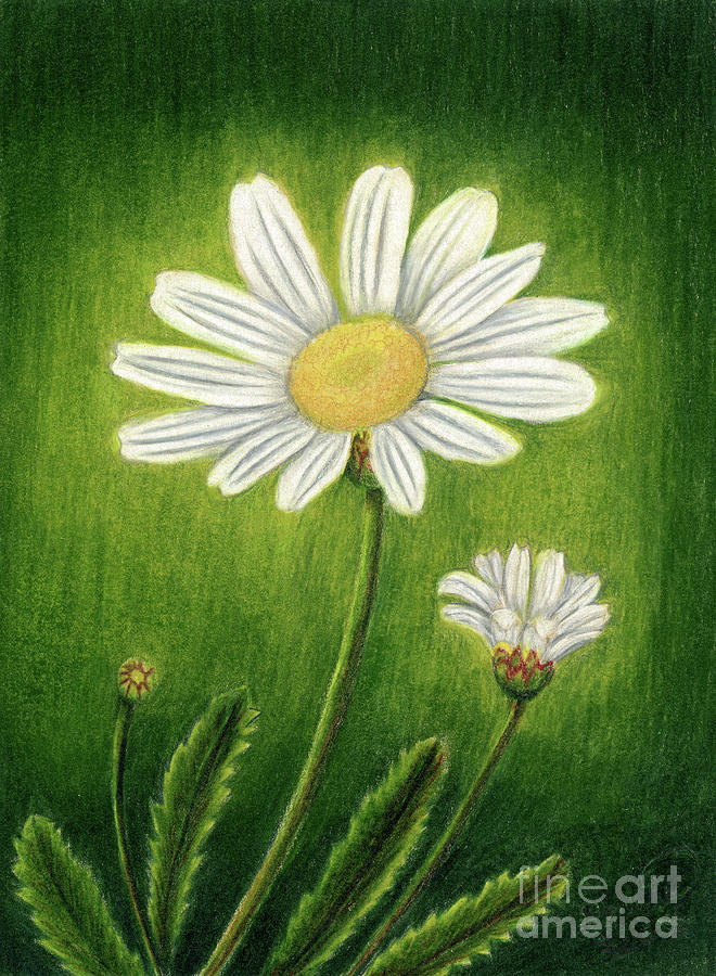 White Daisies Out Of The Garden Shadows Painting by Dorothy Lee