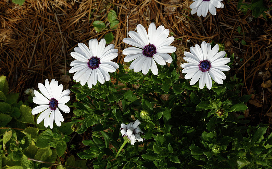 White Daisies Photograph by Sally Weigand