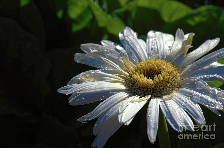 White Daisy Photograph by Diana Mary Sharpton