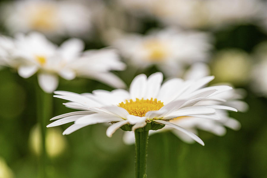 White Daisy Flower Photograph by Amelia Pearn