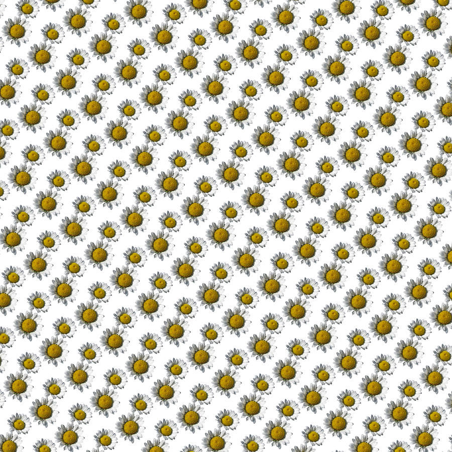 White Daisy Flower Transparent Background Pattern Digital Art by Delynn Addams
