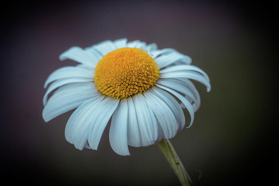 White daisy Photograph by Lilia S