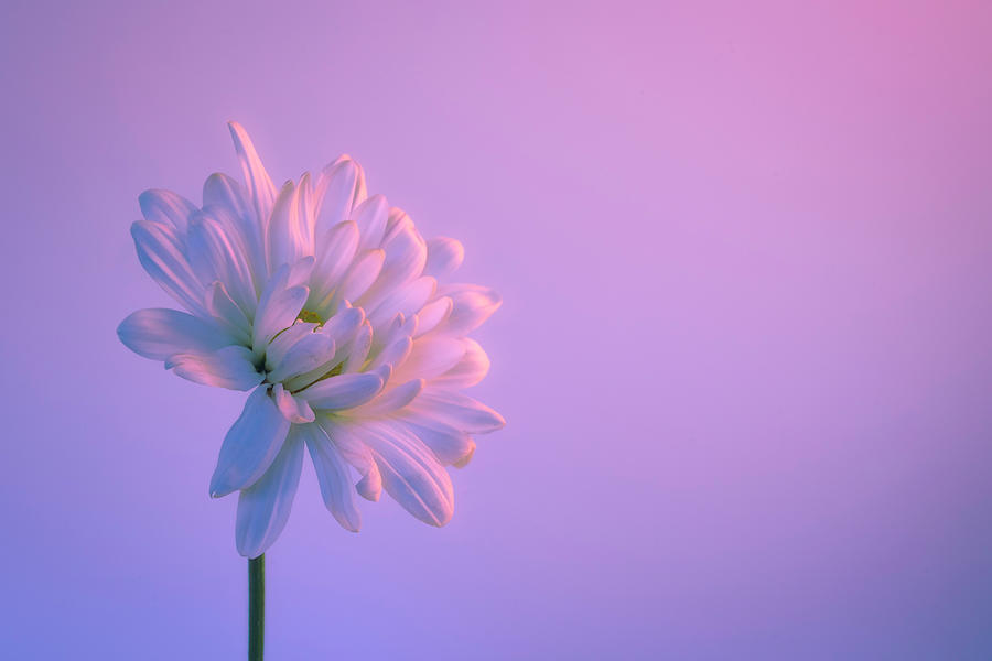 White Daisy on Lavender Background Photograph by Lindsay Thomson