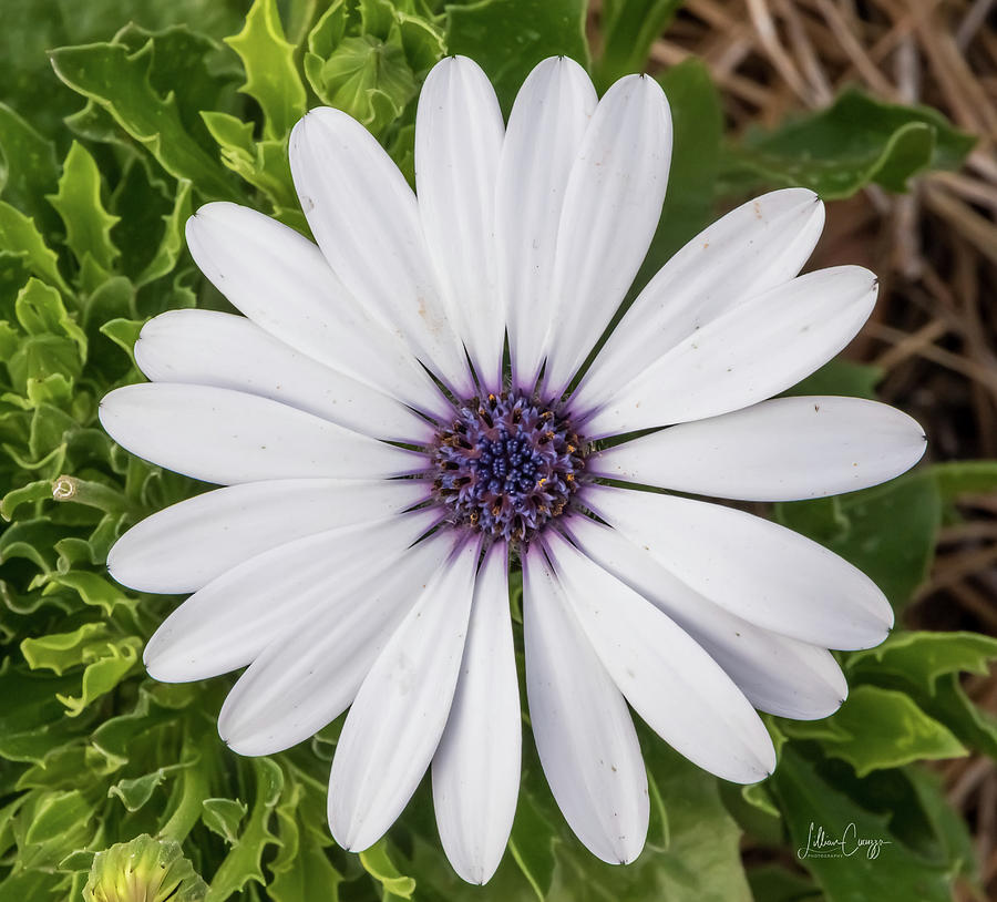 White Daisy-Purple Center Photograph by HIS Creations LLC - Fine Art ...