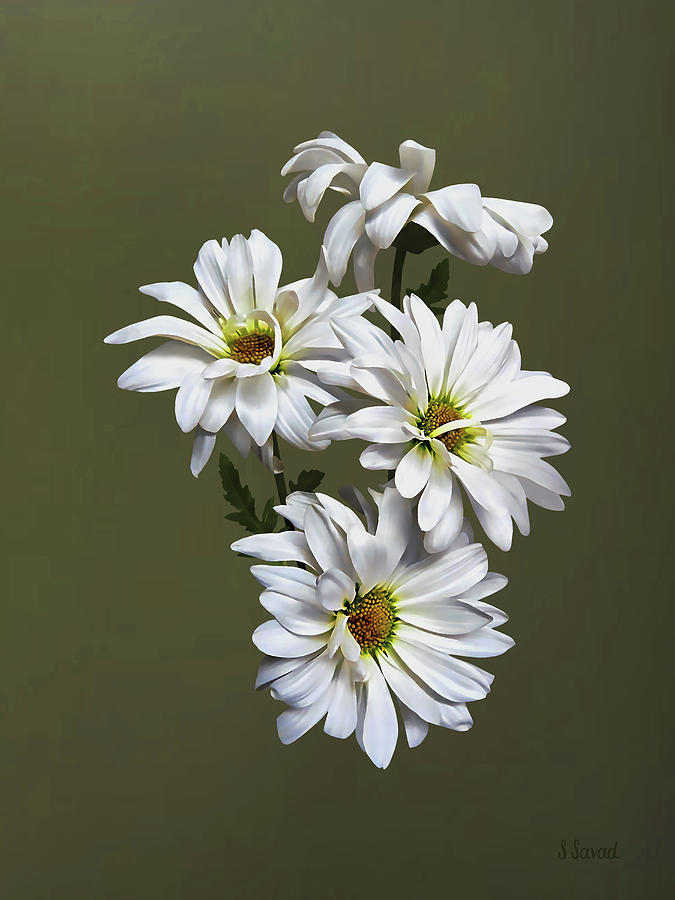 White Daisy Quartet Photograph by Susan Savad