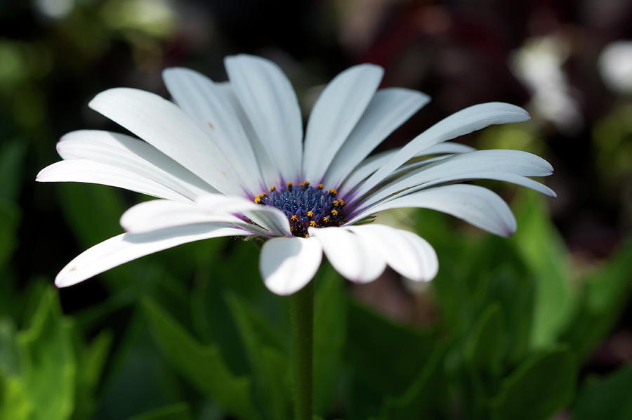 White daisy Photograph by Sue Morris