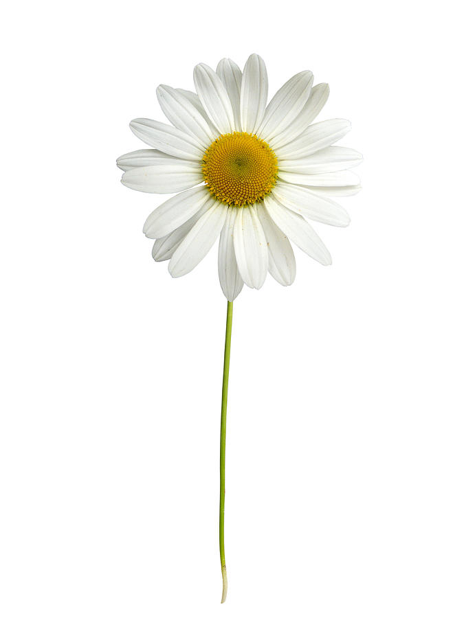 White daisy with stem Photograph by PhotographerOlympus