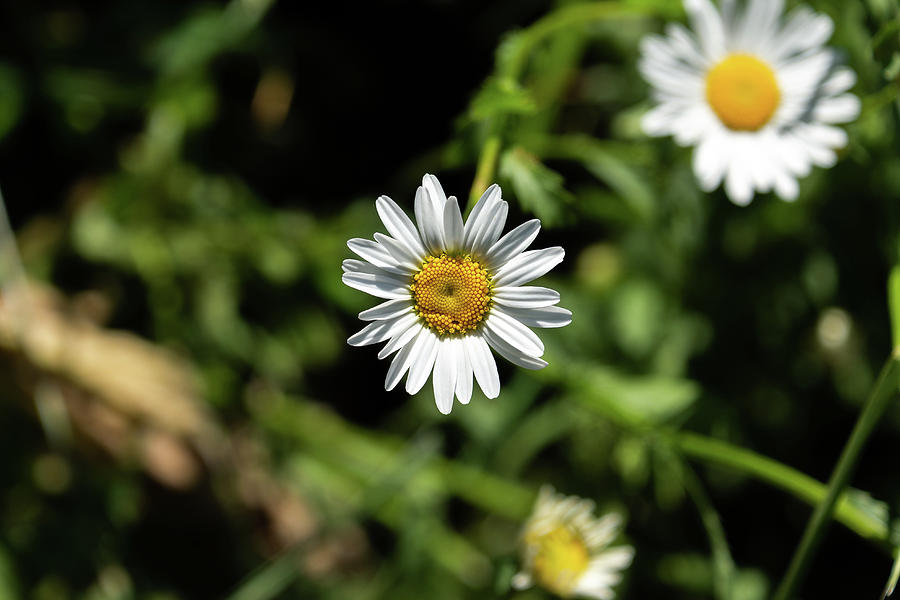 White daisy with yellow centre Photograph by Scott Lyons