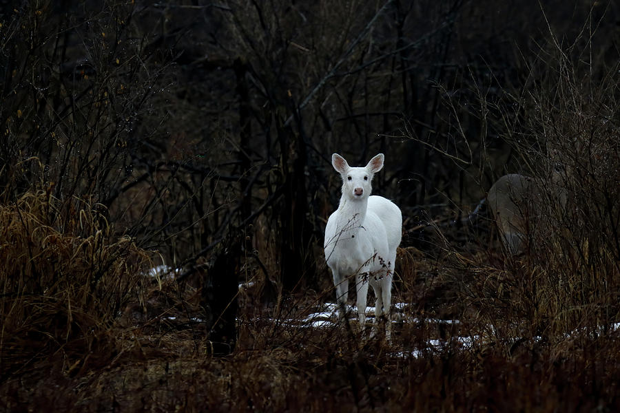 White Deer 359A1371_BB Photograph by Brook Burling