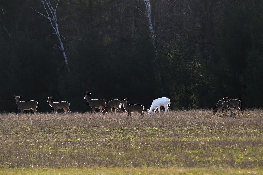 White Deer and Heard Photograph by Brook Burling