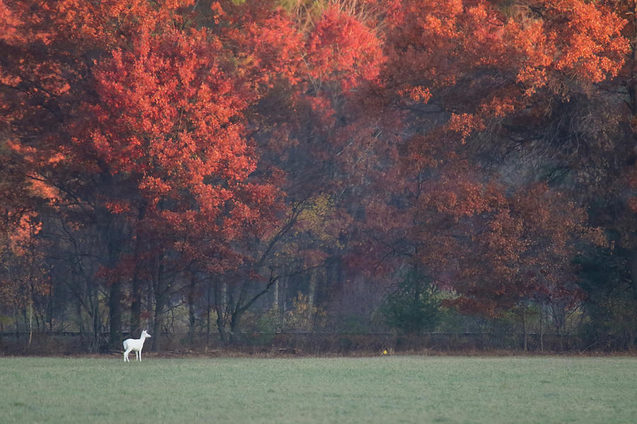 White Deer  Photograph by Brook Burling