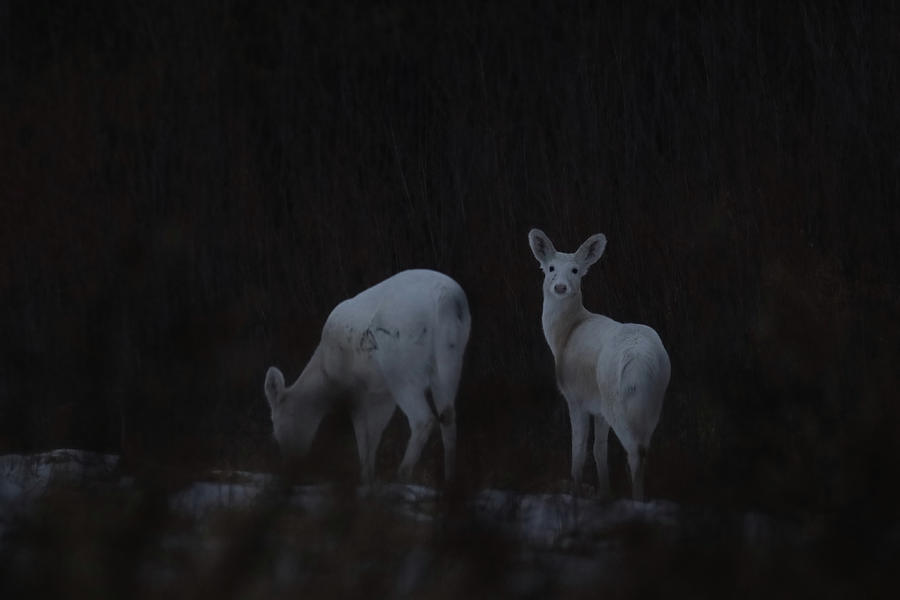 White Deer in the Dark Photograph by Brook Burling