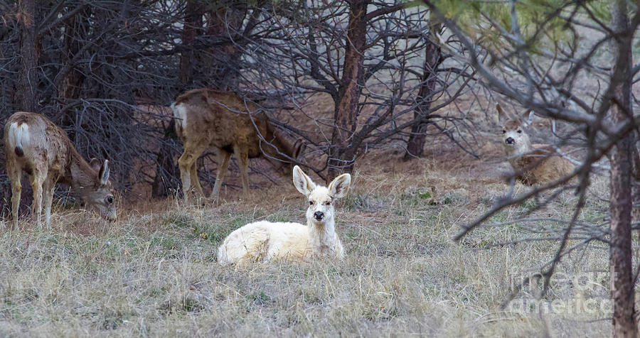 White Deer Photograph by Shirley Dutchkowski