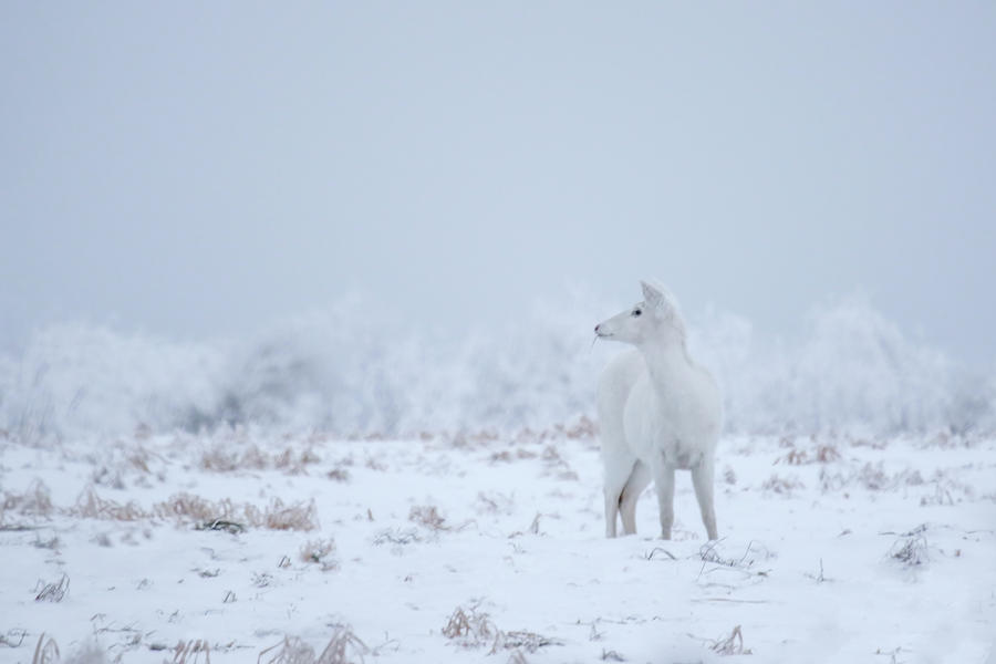 White Deer Wonderland Photograph by Brook Burling