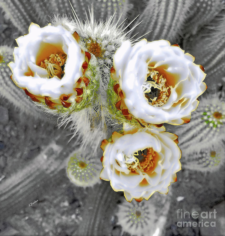White Desert Blooms Photograph by Linda Parker