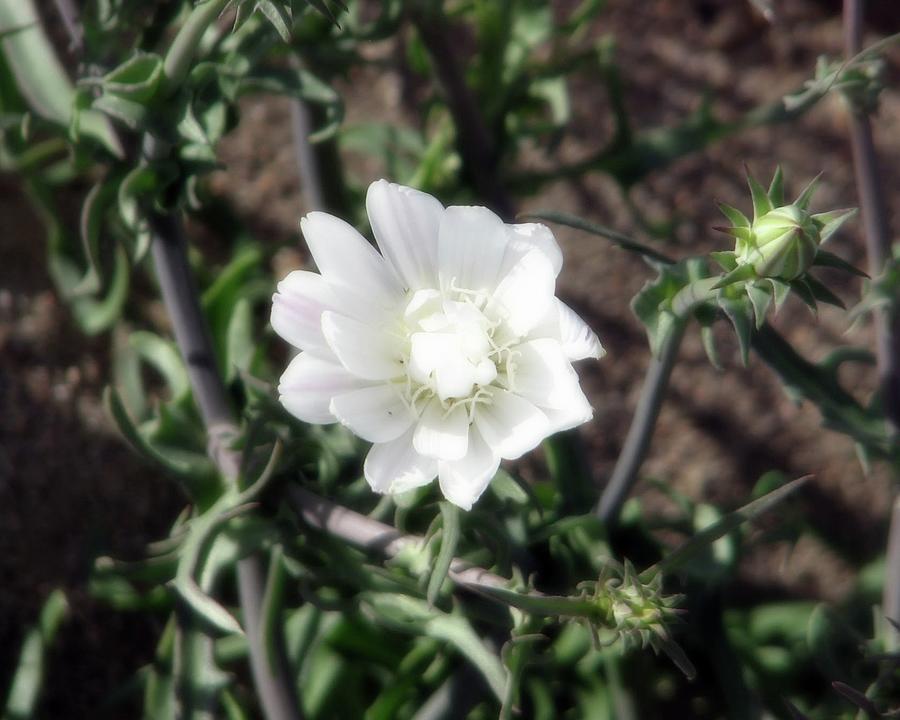 White Desert Flower Photograph by Amanda R Wright