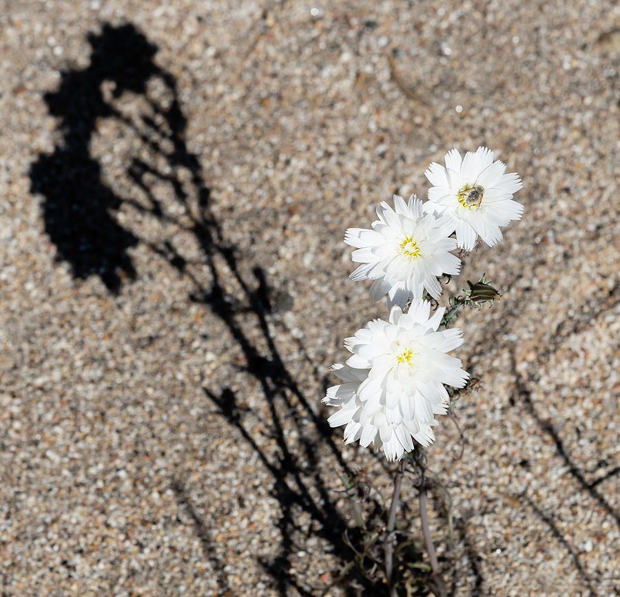 Flowers Still Life Photograph - White Desert Flowers by Robert VanDerWal