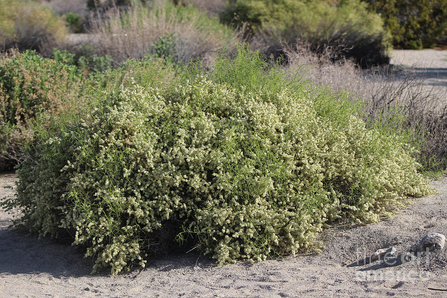 White Desert Wildflowers Desert Oasis Coachella Valley Wildlife Preserve Photograph by Colleen Cornelius
