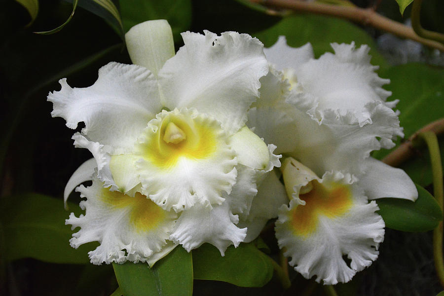 Orchid Blc White Diamond 