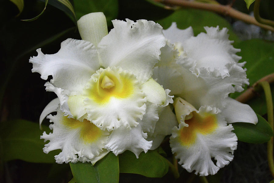 White Diamond Cattleya Orchid Photograph by Jerry Griffin