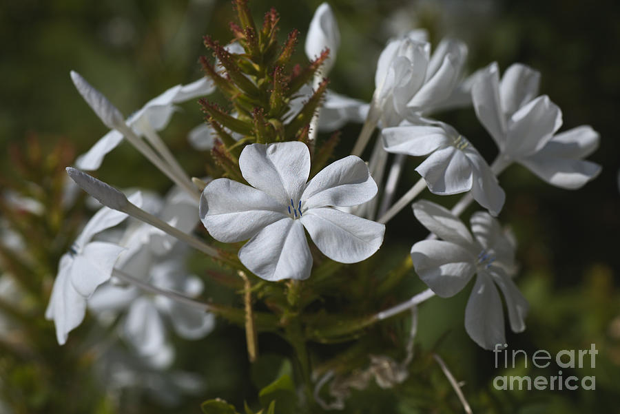 White Display Plumbago flowers Photograph by Joy Watson