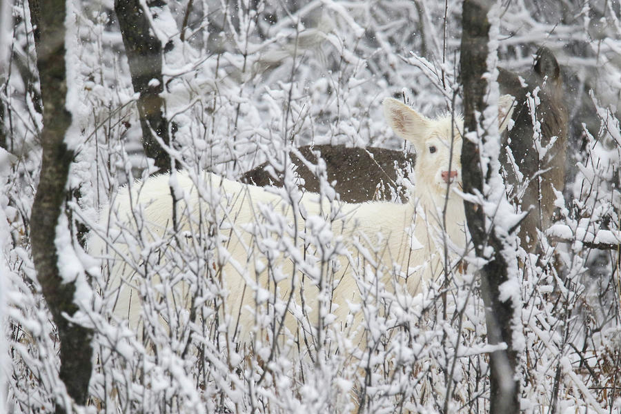 White Doe in Snow Photograph by Brook Burling