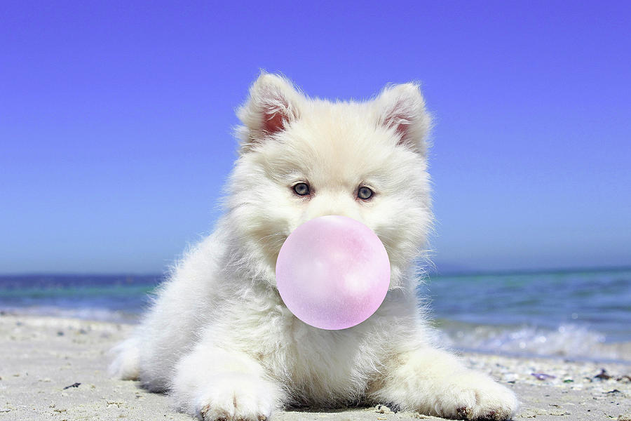 White Dog Blowing Bubbles With Bubble Gum Photograph by Mick Flodin ...