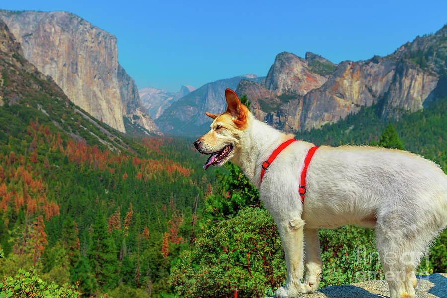 white dog looking Tunnel View at Yosemite Photograph by Benny Marty