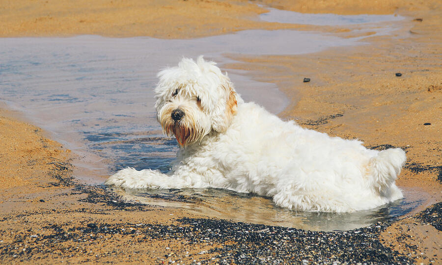 White dog sitting on a puddle of water on the beach Photograph by Saulgranda