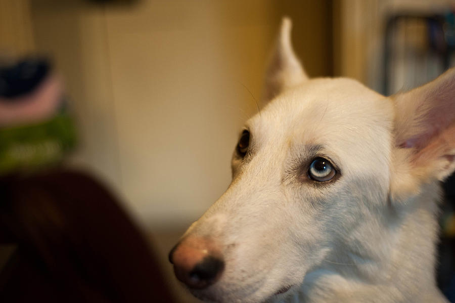 White dog with different-colour eyes Photograph by Giulia Fiori Photography White dog with different-colour eyes Photograph by Giulia Fiori Photography