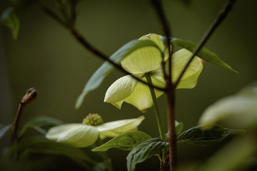 White Dogwood Among the Green Photograph by Joni Eskridge
