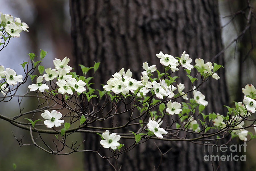 White Dogwood Blooms 1461 Photograph by Jack Schultz